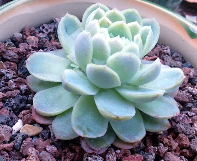 多肉冰莓养护小技巧,四季光照不能少,晒出状态美翻天!