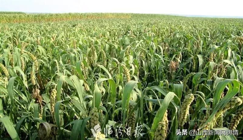 临汾十大创新项目,临汾市市长创新奖