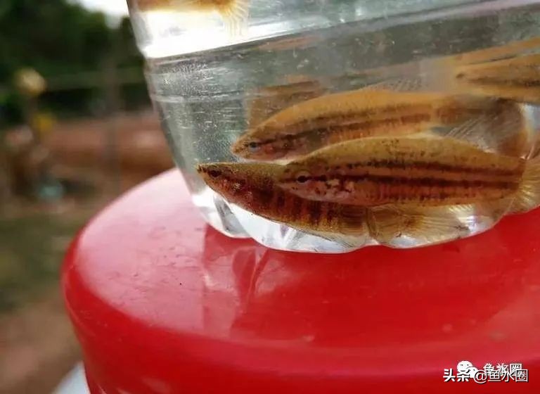 泰国斗鱼和中国斗鱼的杂交品种,中国斗鱼与泰国斗鱼哪个更厉害