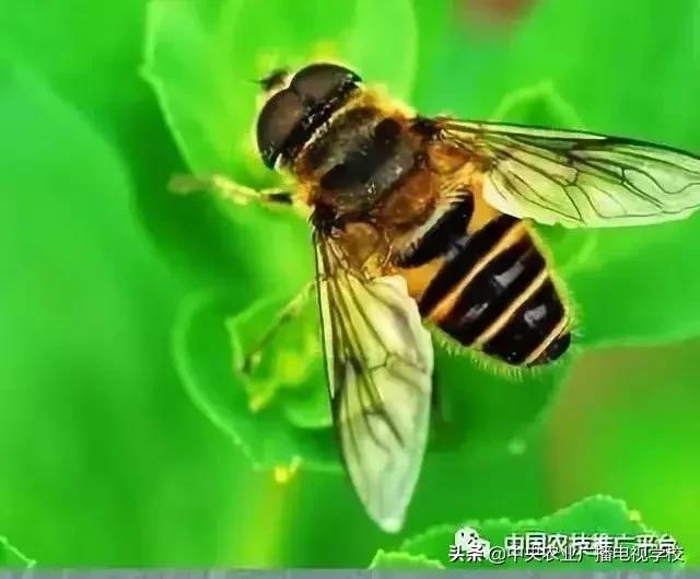 常见农业害虫的介绍图,农作物常见害虫种类及图片