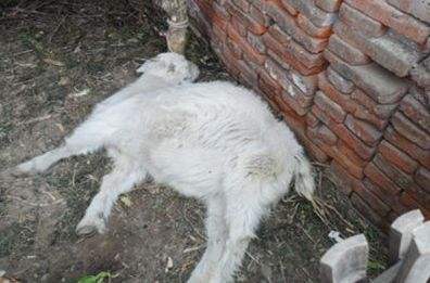 羊快疫病原及症状,羊快疫病原