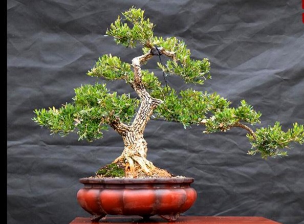 黄杨盆景怎样养护,黄杨树桩盆景制作与养护