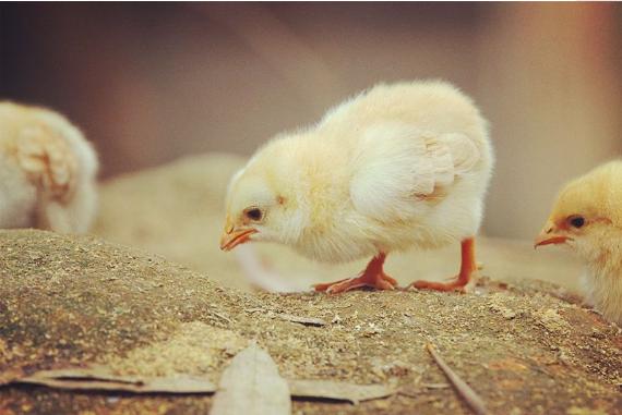 养鸡怎么避免套路,养鸡怎么规避风险呢