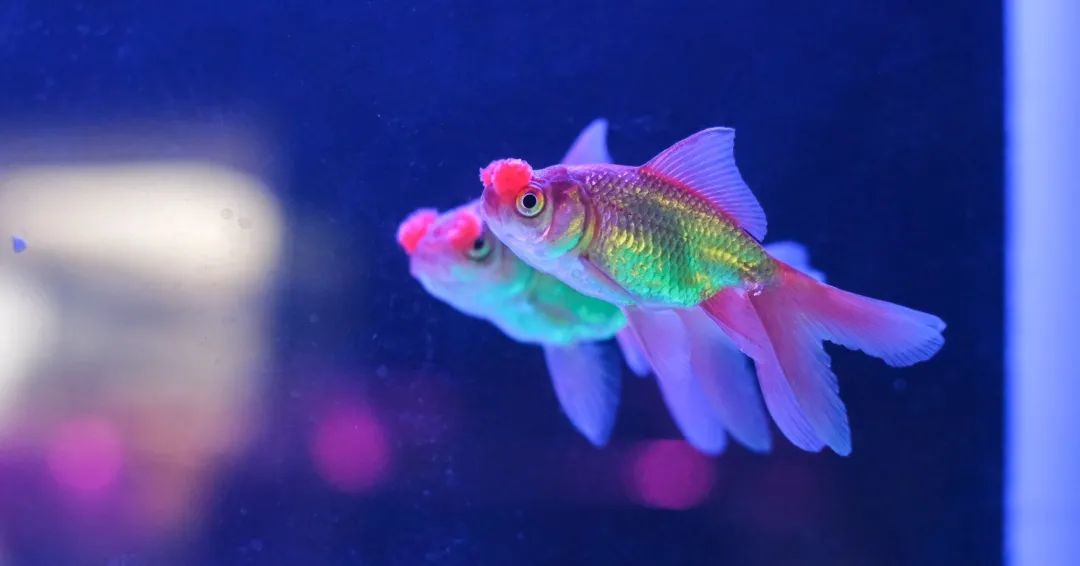 闽侯国潮金鱼博物馆,国潮金鱼博物馆