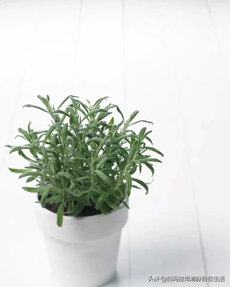 蚊子最讨厌4种花,家里养上一盆,蚊孑不敢进门,你家有吗