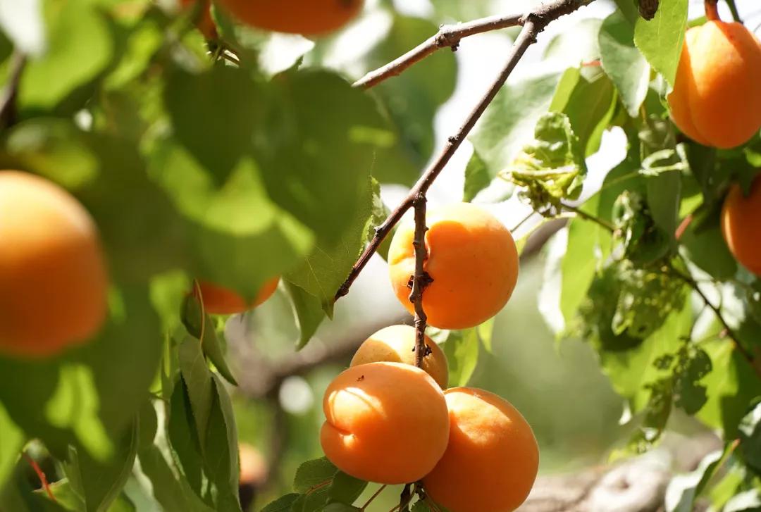 邢台巨鹿红杏迎丰收,河北巨鹿县杏满枝头新闻