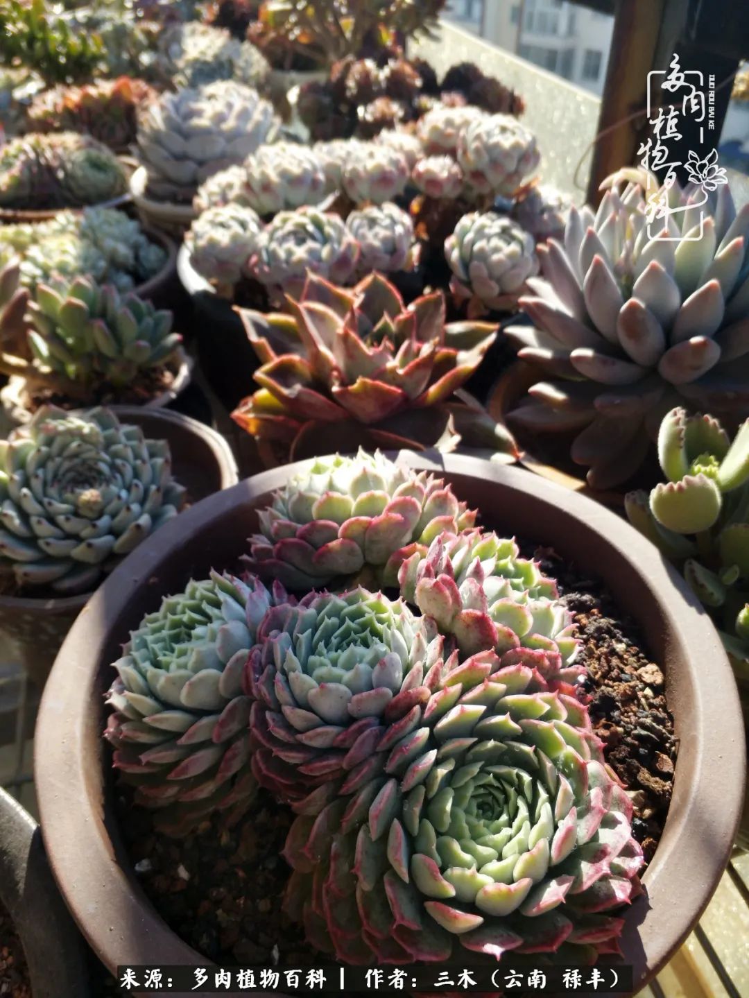 结缘多肉，阳台这一亩三分地就是我的世外桃源