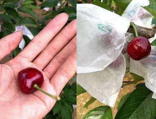 怎么保护樱桃不让鸟吃,鸟吃樱桃有什么好办法