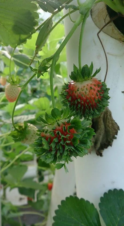 当别的种子匆匆离家,这些种子却在妈妈身上发芽