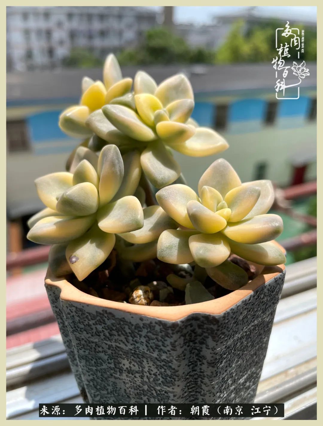 多肉最美的飘枝品种,多肉最美老桩