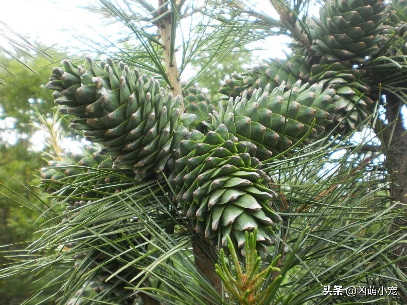挖走松鼠过冬口粮,松鼠平替口粮