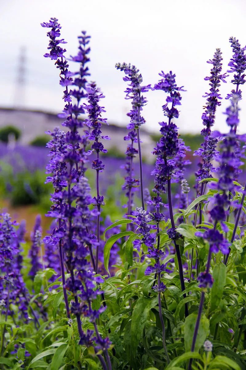 100种常见观叶植物图鉴史上最全,农村常见的100种植物