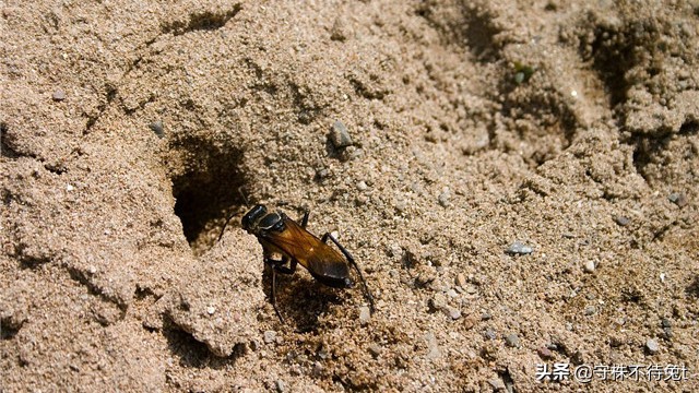 关于防毒面具的发明故事,细思极恐的发明防毒面具