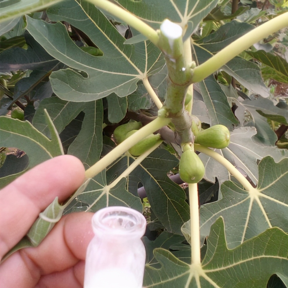 家门口种什么果树很快结果,庭院种什么果树一年四季有吃的