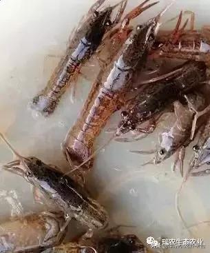 露天鱼池长青苔处理方法,阳台鱼缸长青苔如何处理