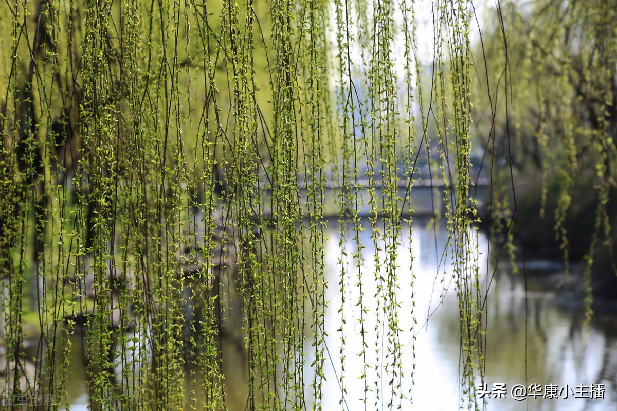 古诗《咏柳》原文、注释、译文赏析,附《跟康爸学古诗》朗诵视频