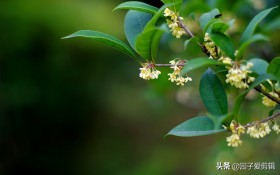 常恐秋风早飘零君不知是谁写的,常恐秋风早飘零君不知全诗