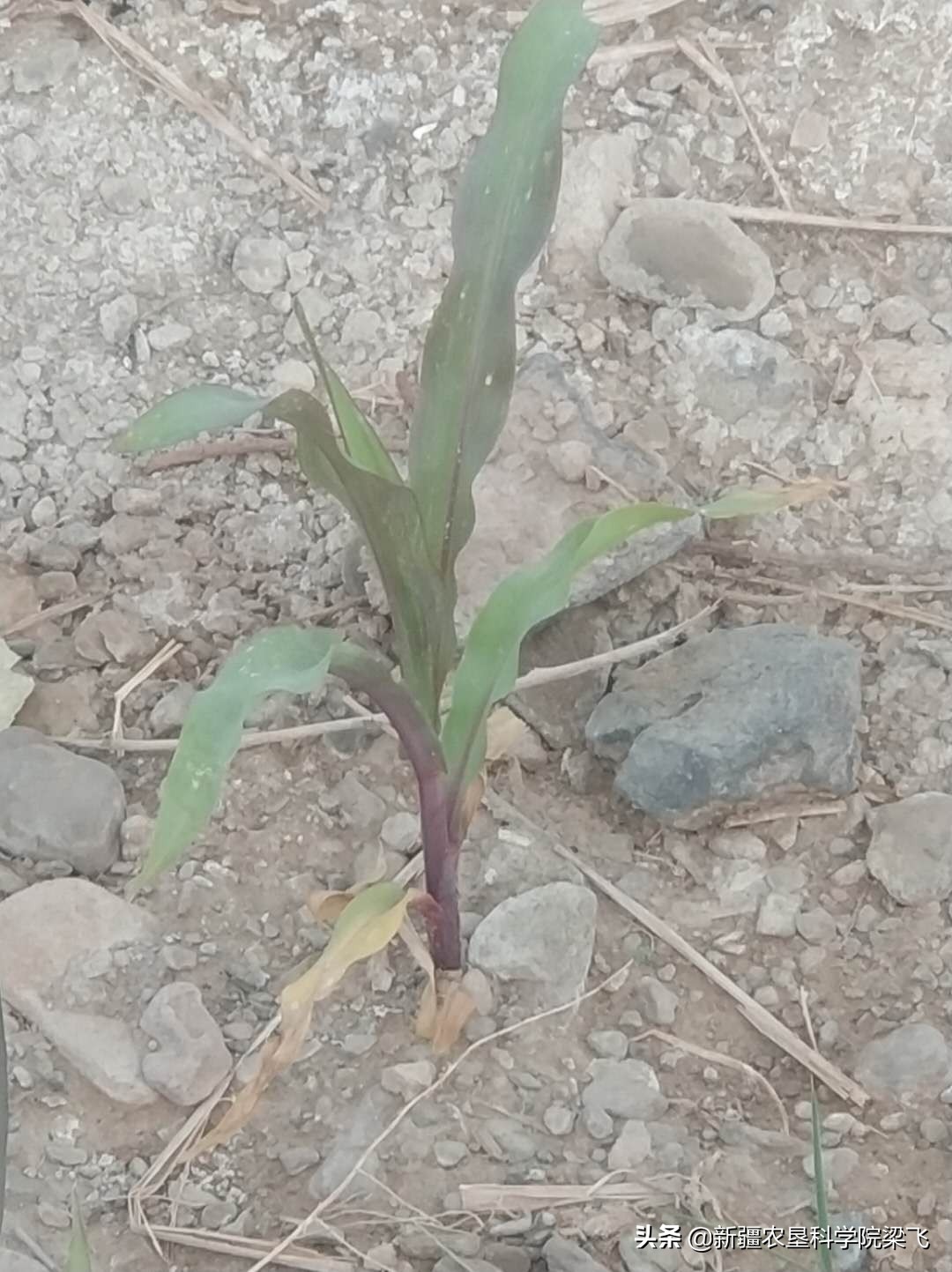 玉米缺磷如何补救,玉米缺磷肥的症状图片