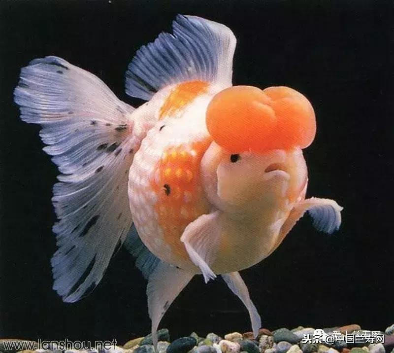 生命力最大的金鱼品种有哪些,十大最好的金鱼品种