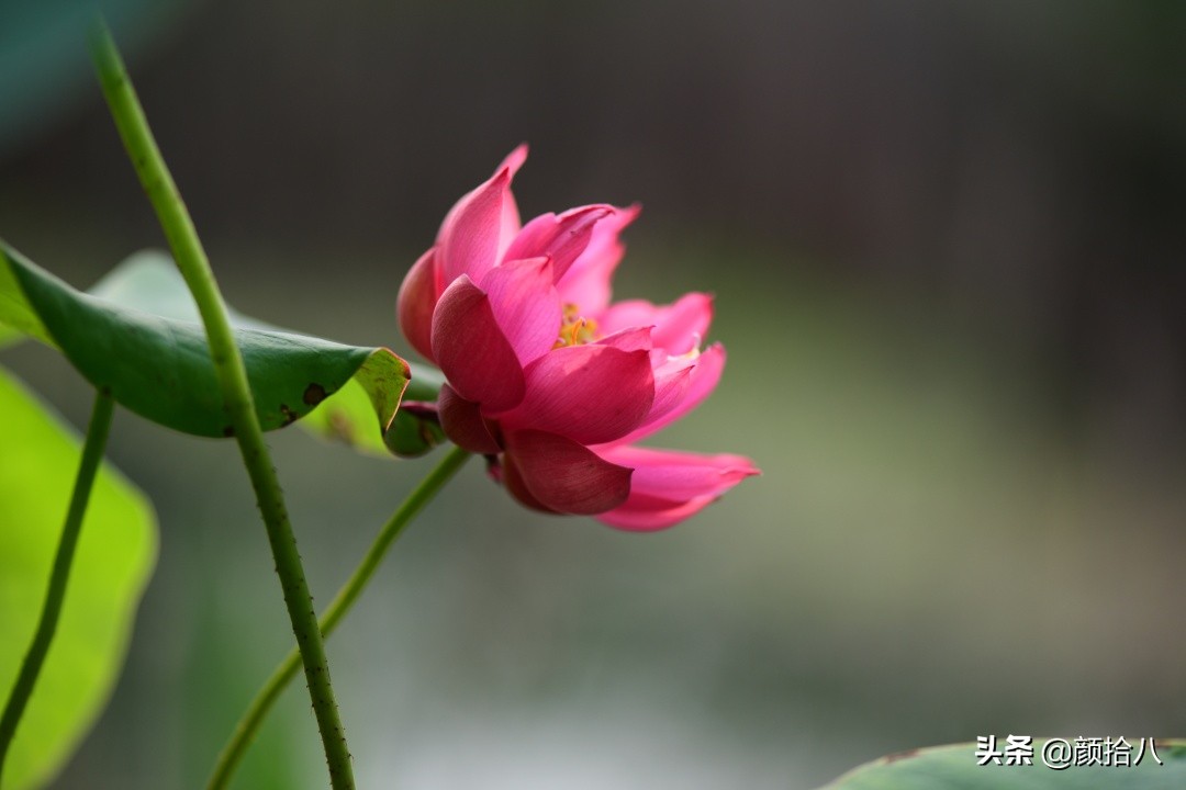 碗莲种藕生长到开花全过程,碗莲种植方法和时间图片