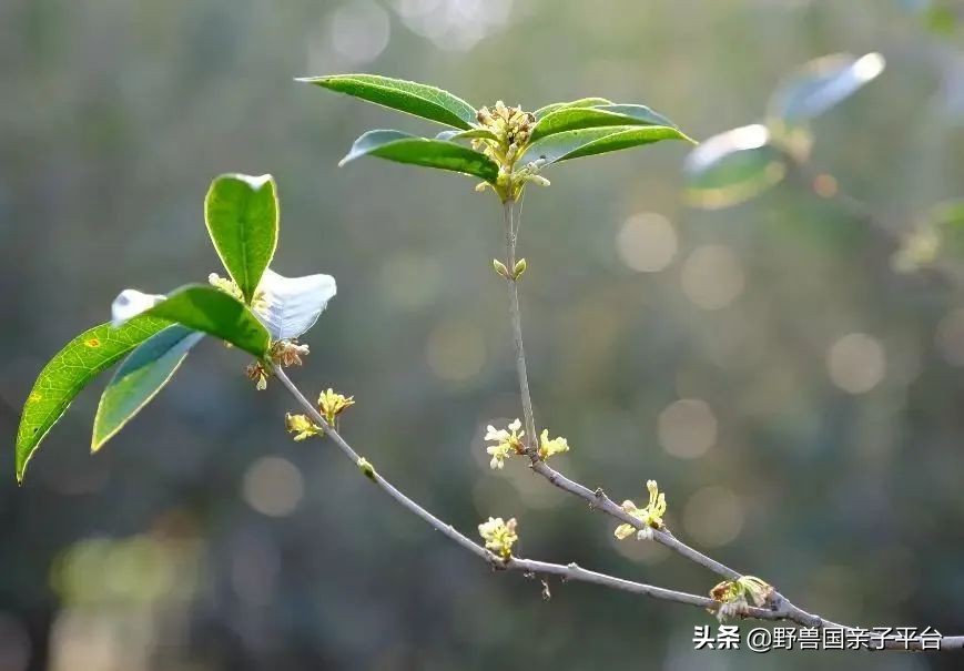 春天的花真的很美丽让人向往,春天的花也太美了