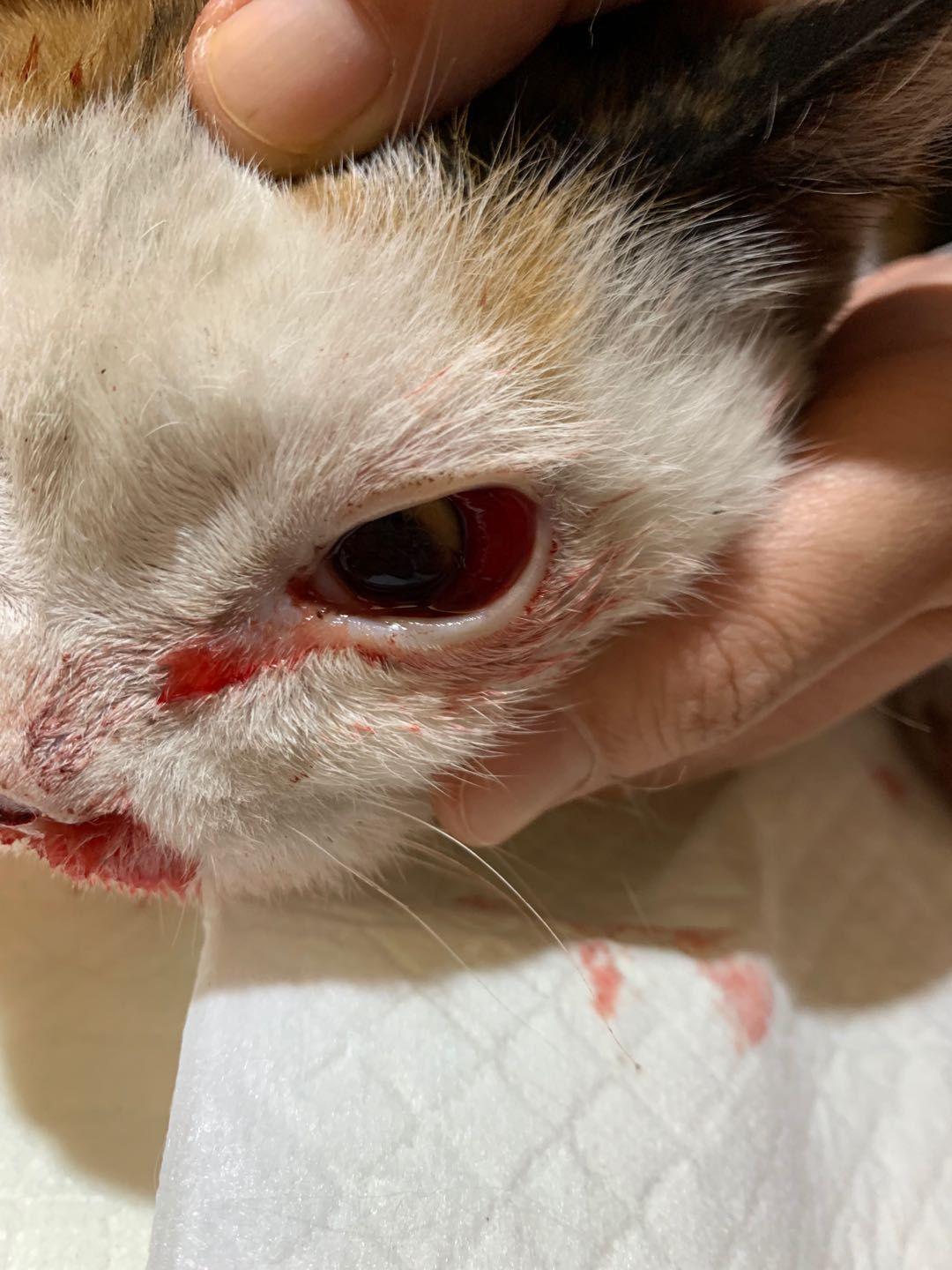 猫咪意外受到重伤怎么治疗,猫咪被车撞了怎么急救