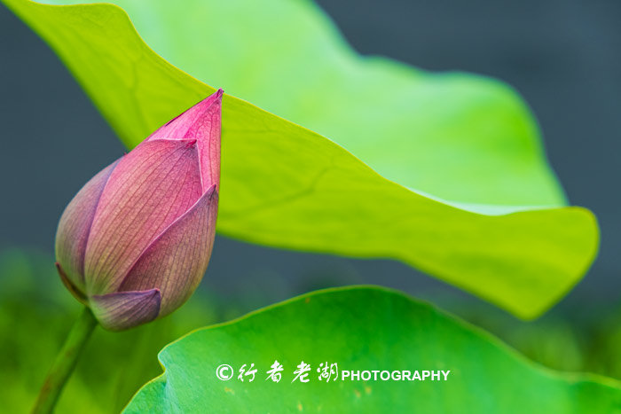 最美荷花展深圳,深圳最美荷花