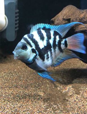 观赏鱼外伤如何处理,观赏鱼外伤鱼鳞掉了怎么办