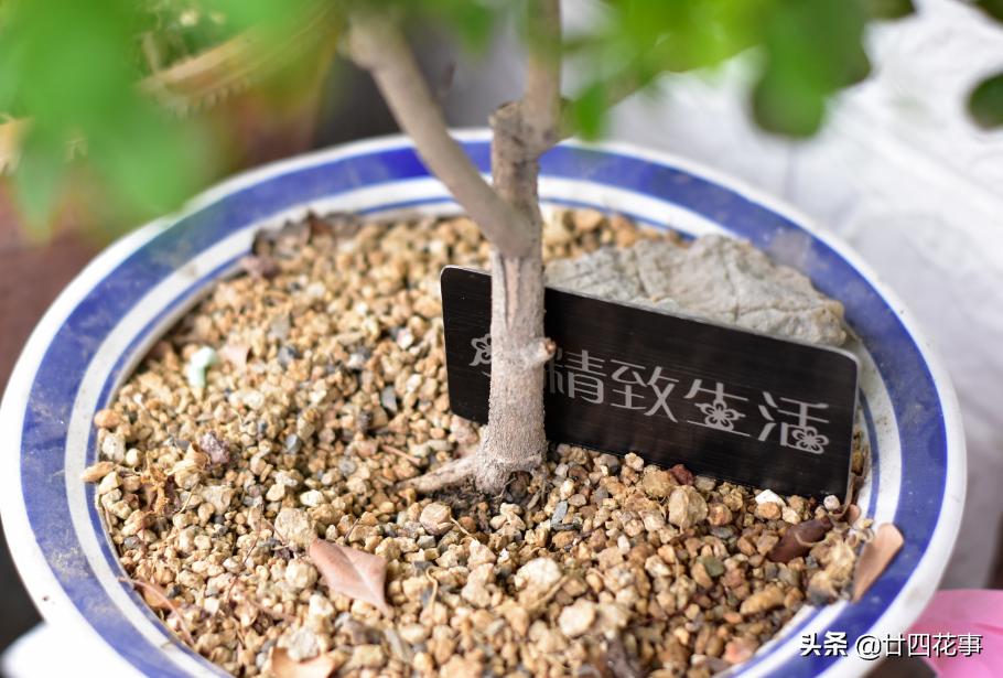 养了十来年的米兰花,养了十年的米兰枝繁叶茂