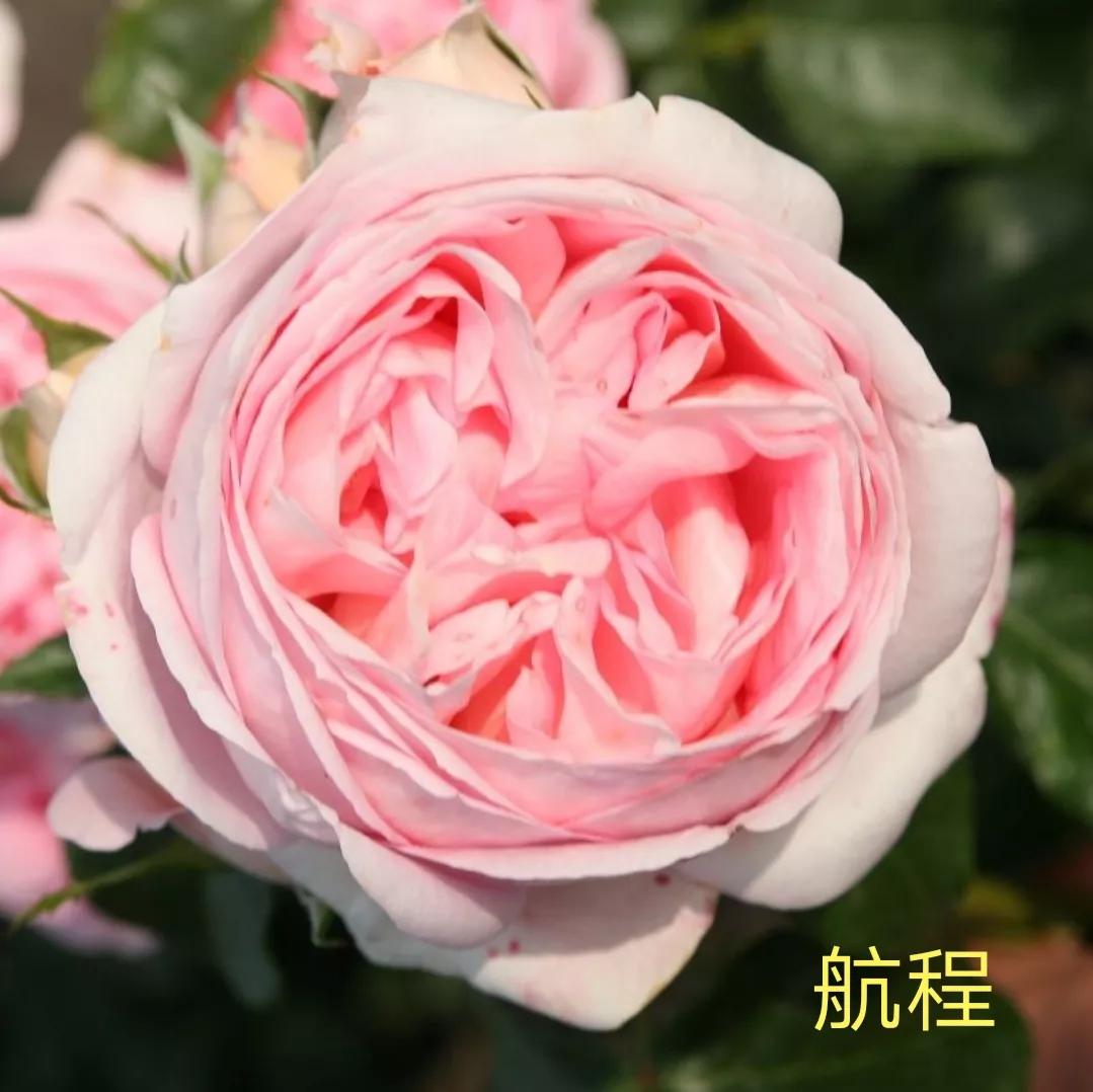 切花火焰月季的优缺点,常见切花月季一览