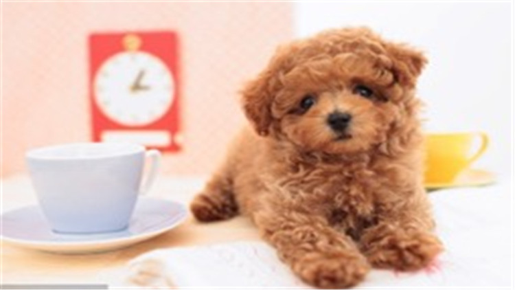 贵宾犬智商相当于人的几岁,贵宾犬智商高吗