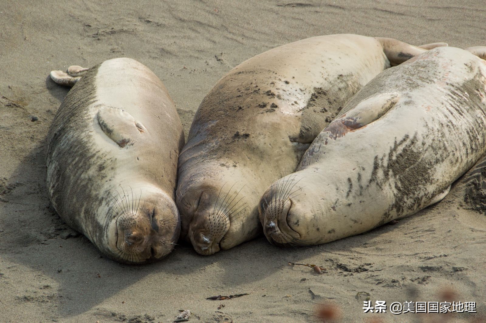 你见过的海豹都这么逗吗？！