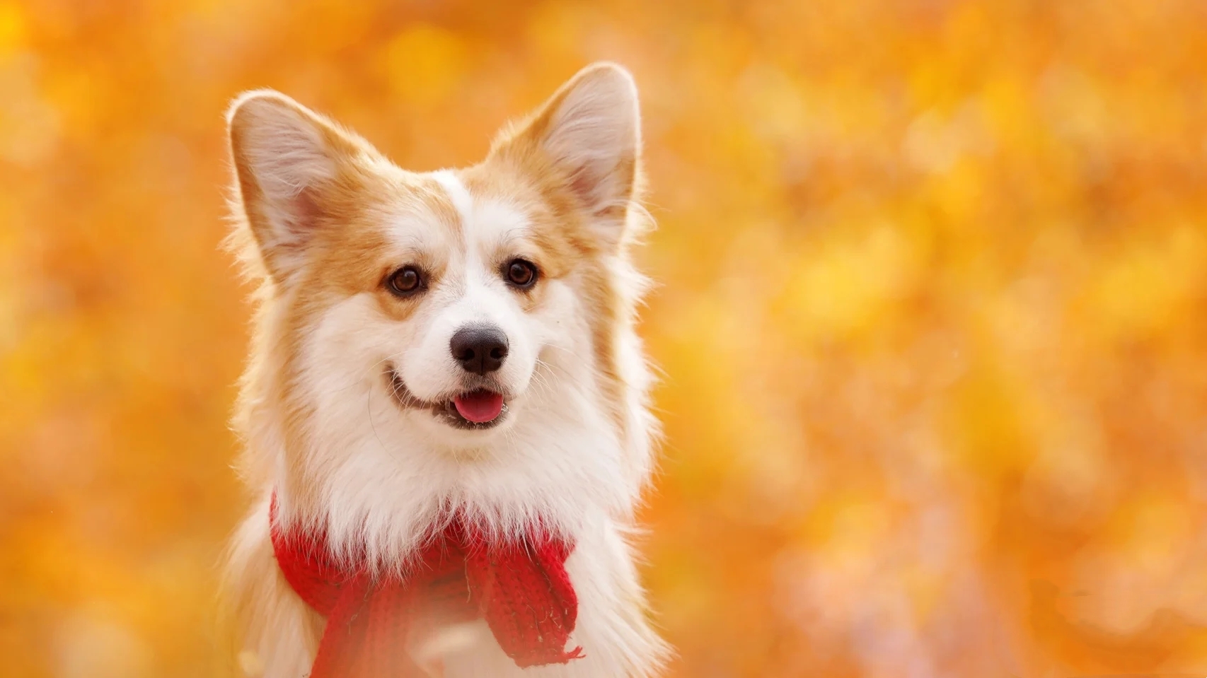 柯基养成大法居然要注意这些细节,柯基正确养成方法