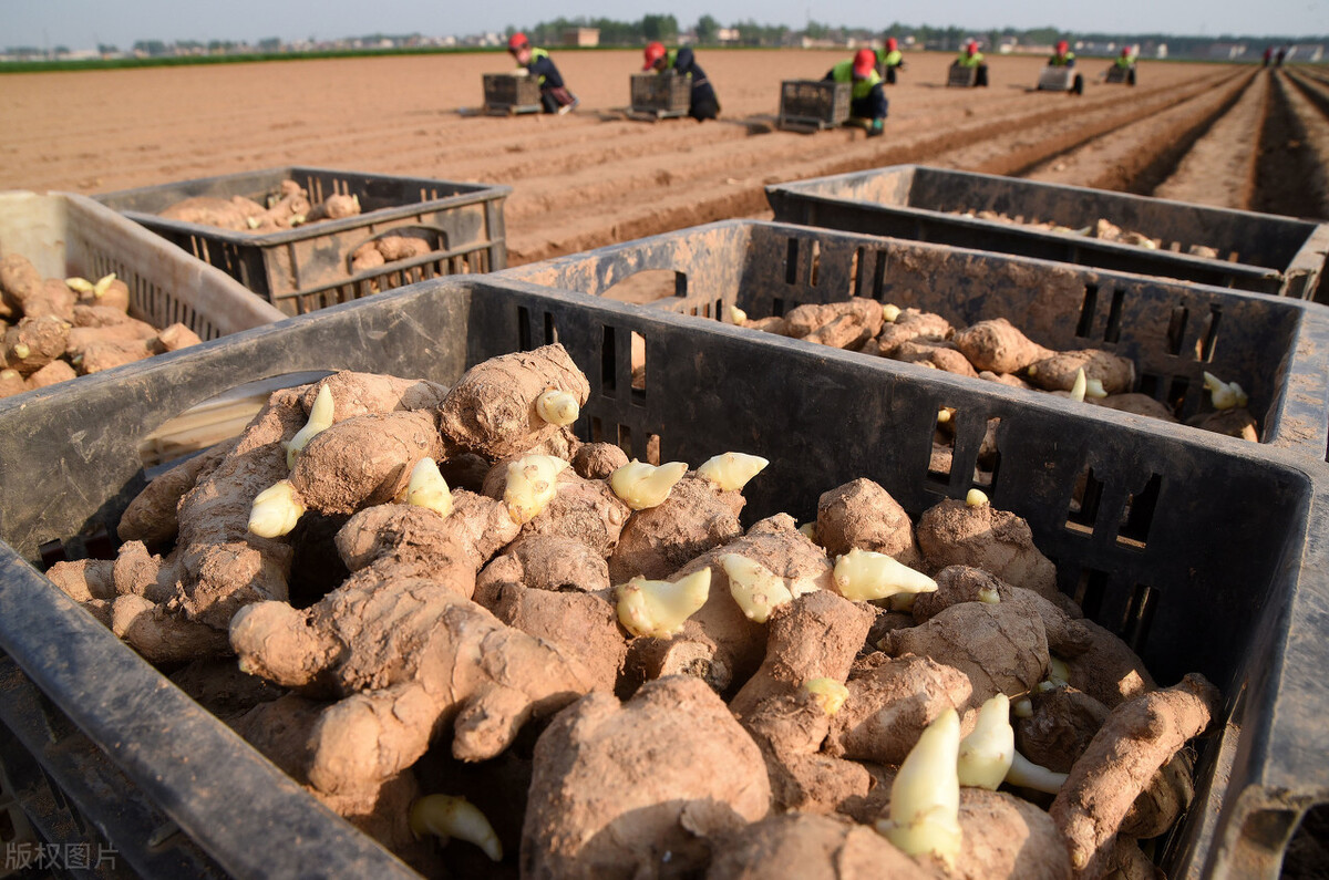 蔬菜普涨之时，生姜却亩亏5千，洋葱还烂在地里，是谁惹的祸？