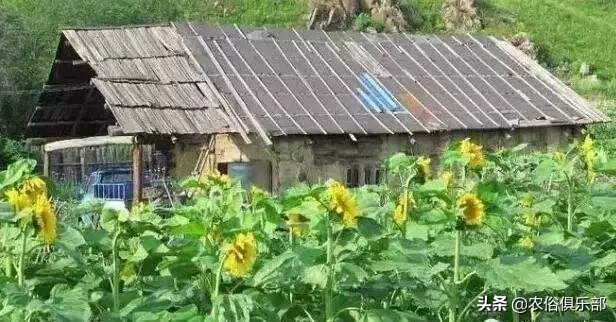 房前不种桑树房后不种柳树,前不种桑后不栽柳意味什么