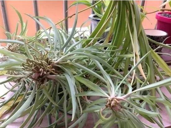 吊兰烂根了怎么办,吊兰烂根什么原因