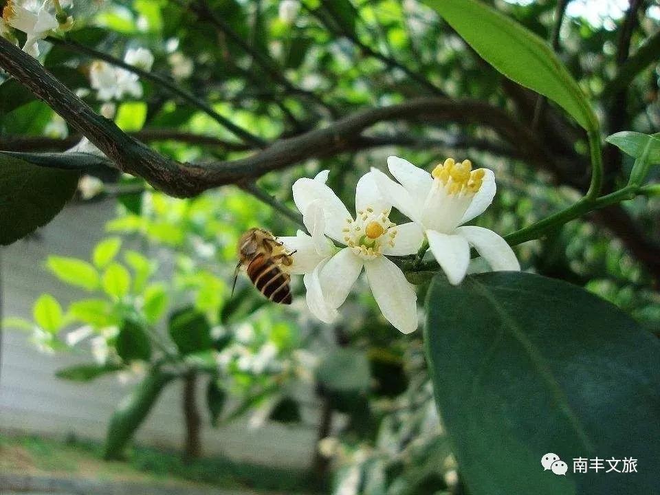 南丰蜜桔花期是什么时候,2022年南丰蜜桔开始订购了吗