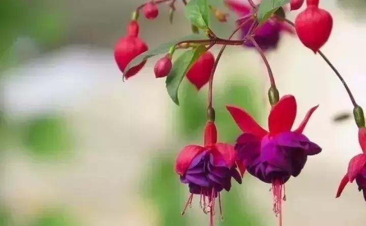 常见植物大全视频,常见的木本植物有哪些