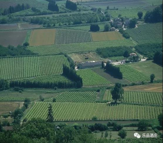 一年3000小时的阳光沐浴成就一瓶马勒农