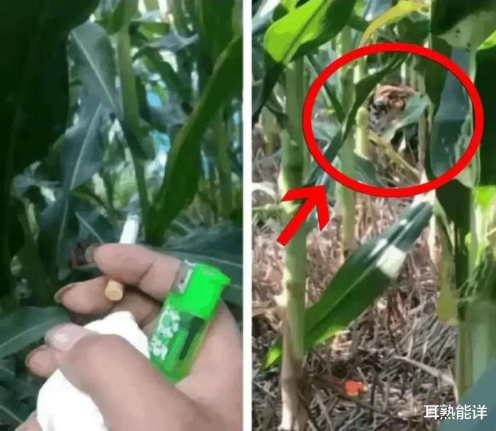 玉米地发现不明液体怎么办,玉米地发现的怪事