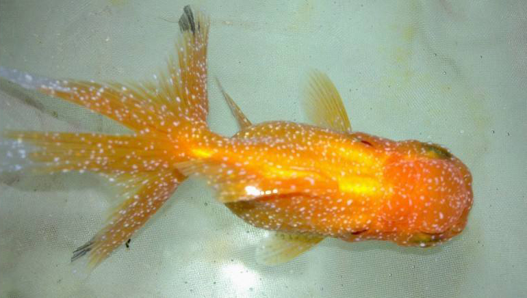 怎么看出观赏鱼内寄生虫,观赏鱼体内寄生虫有什么症状