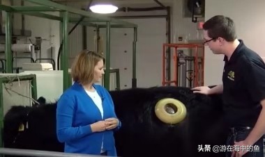 牛身上掏洞养殖合理吗,养殖牛通胃