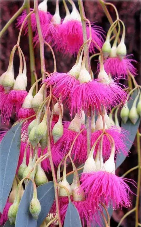 桉树风景图片,西澳桉树花