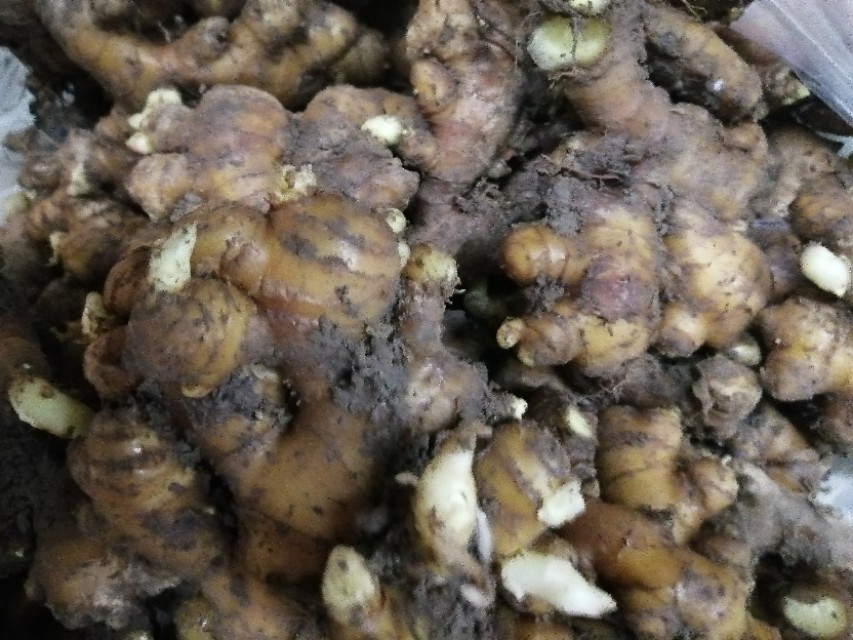 立夏种姜的方法,种生姜取母姜