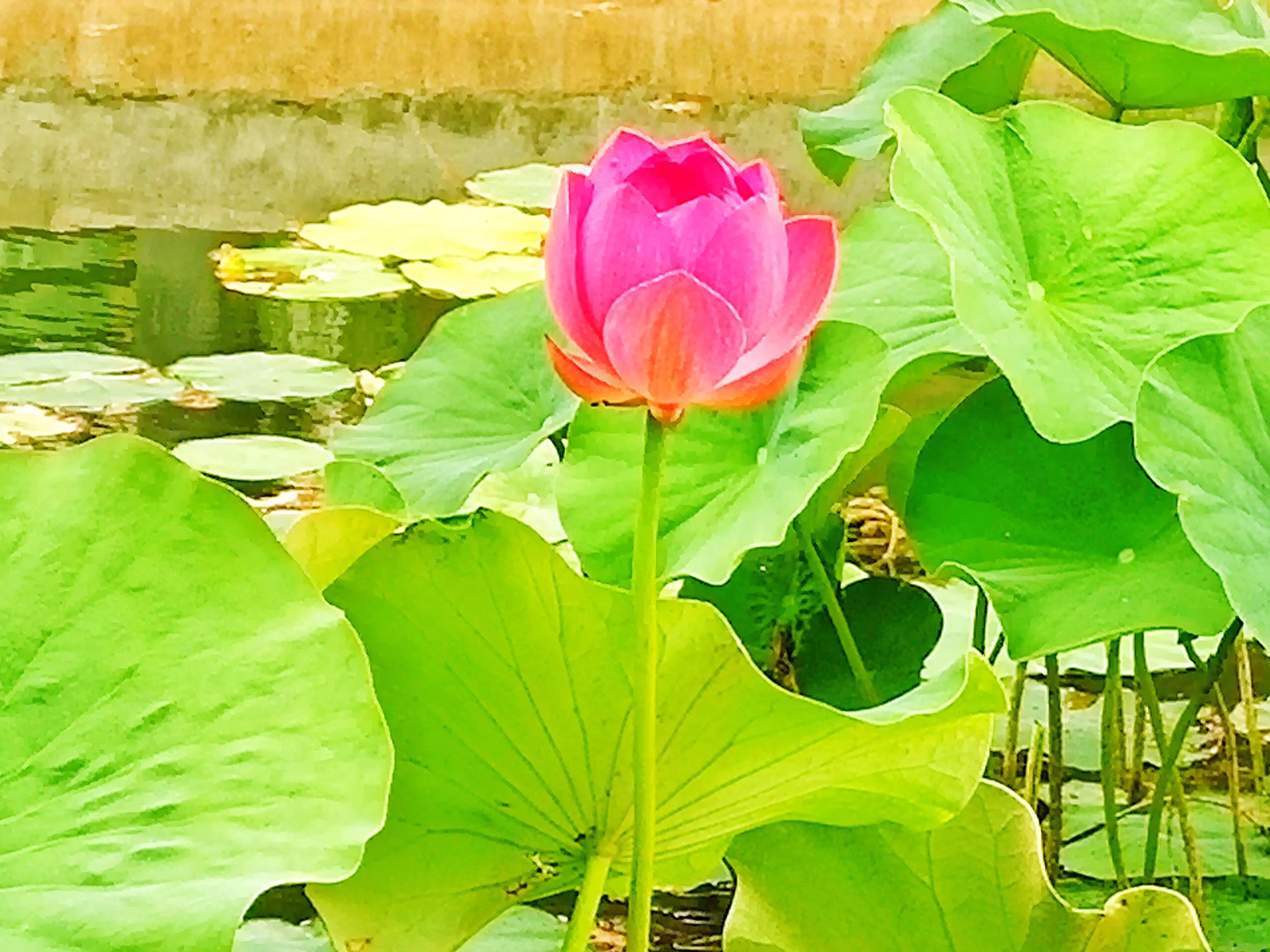 池塘里的荷花开了吗,池塘里的荷花开了表示什么