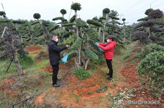 湖北保康春耕忙,宜昌春耕