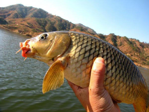 鲤鱼怎么做肉质劲道,钓鱼人喜欢鲤鱼吗
