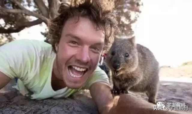 这些动物小时候太可爱简直萌化了,世界十大最受欢迎的动物