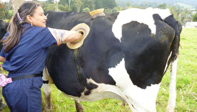 美国奶牛肚子留洞起什么作用,奶牛肚子为什么掏一个洞