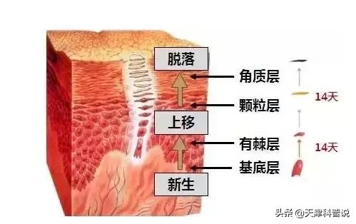 伤口结痂为什么会那么痒,伤口结痂处特别痒怎么回事